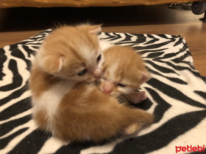 Ankara Kedisi, Kedi  Momo fotoğrafı
