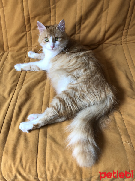 Ankara Kedisi, Kedi  Momo fotoğrafı