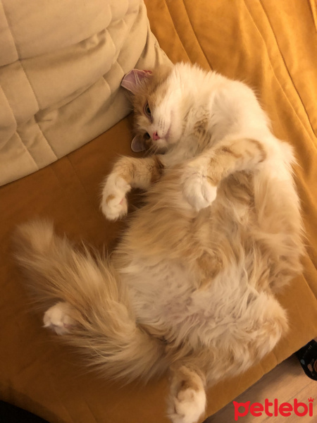 Ankara Kedisi, Kedi  Momo fotoğrafı
