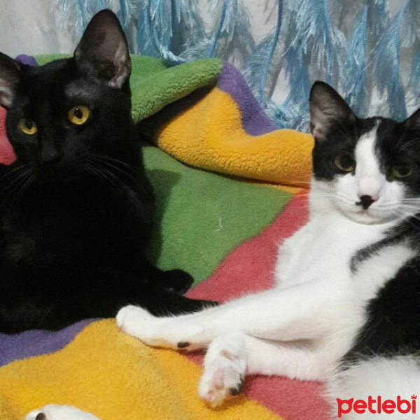 Tekir Kedi, Kedi  Uzay&Gece&Nohut&Badem fotoğrafı