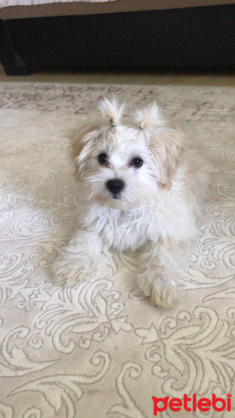 Maltese, Köpek  Dali fotoğrafı