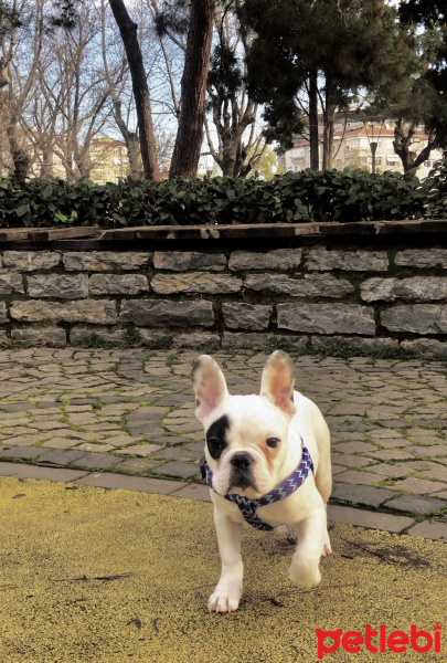 Fransız Bulldog, Köpek  Ricardo fotoğrafı