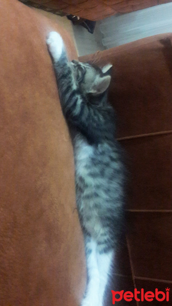 Tekir Kedi, Kedi  Mia fotoğrafı