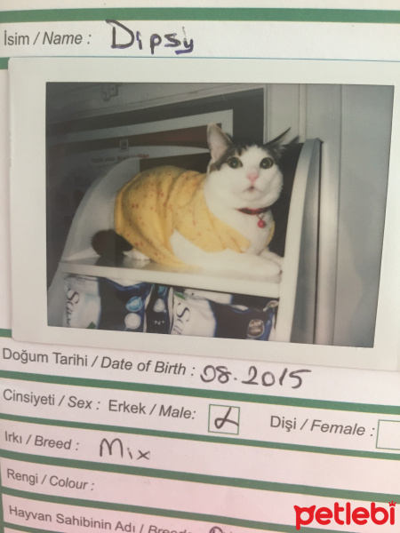 Tekir Kedi, Kedi  DİPSY fotoğrafı