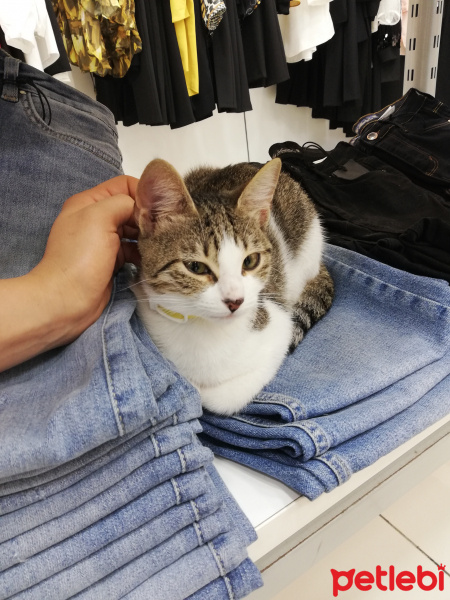 Tekir Kedi, Kedi  Pera fotoğrafı