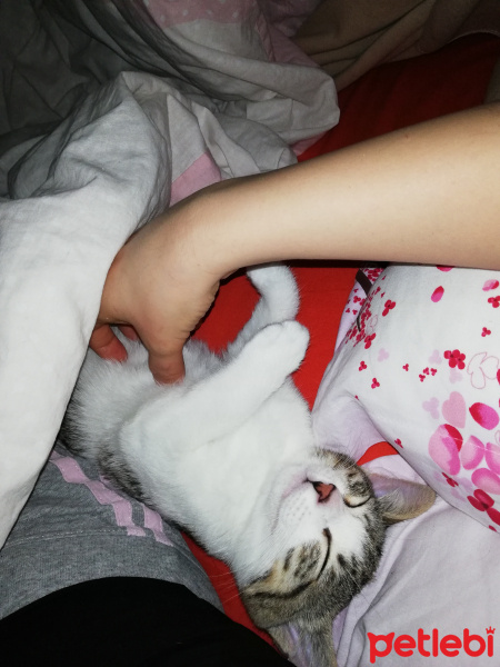 Tekir Kedi, Kedi  Pera fotoğrafı