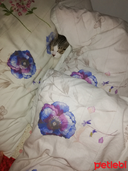 Tekir Kedi, Kedi  Pera fotoğrafı
