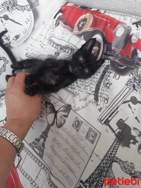 Tekir Kedi, Kedi  Yok fotoğrafı