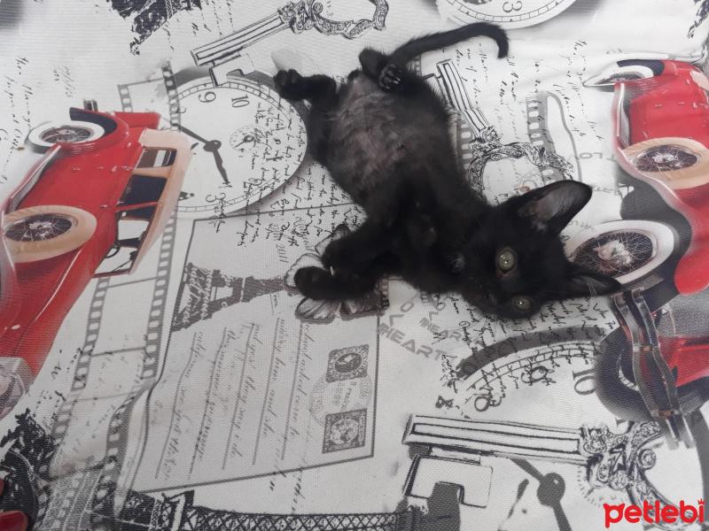Tekir Kedi, Kedi  Yok fotoğrafı