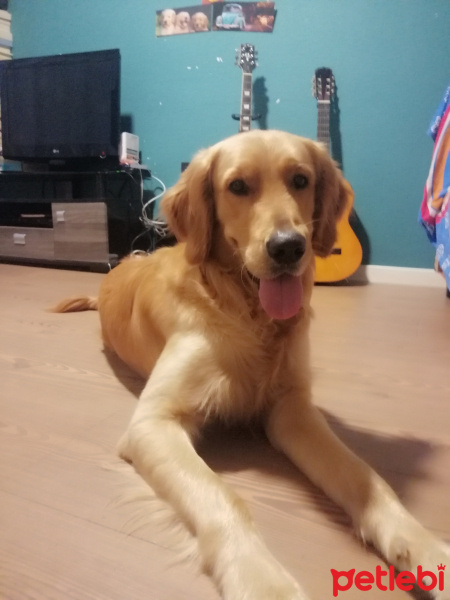 Golden Retriever, Köpek  Haylaz fotoğrafı