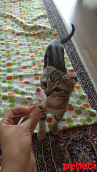 Tekir Kedi, Kedi  Minik fotoğrafı