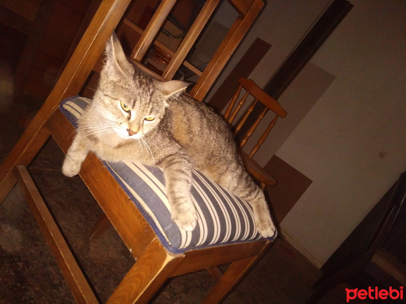 Tekir Kedi, Kedi  Prenses fotoğrafı