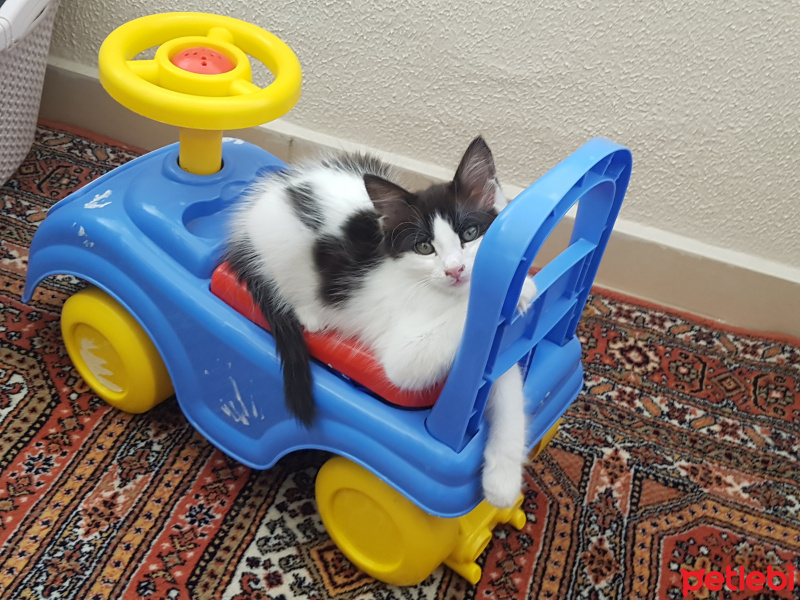 Tekir Kedi, Kedi  Diego fotoğrafı