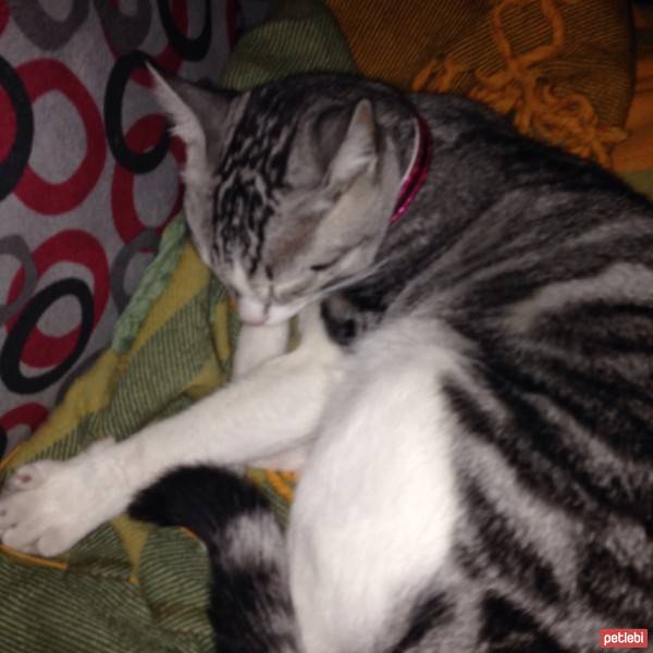 Tekir Kedi, Kedi  Asalet fotoğrafı