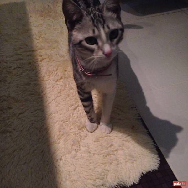 Tekir Kedi, Kedi  Asalet fotoğrafı