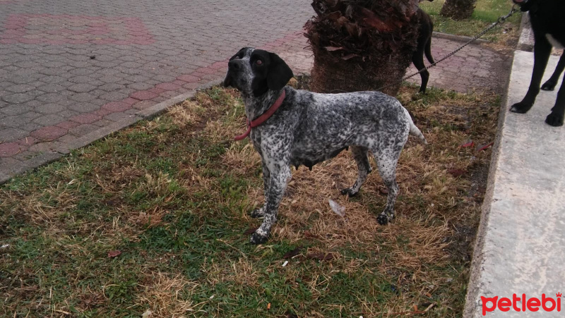 Pointer, Köpek  Chance fotoğrafı