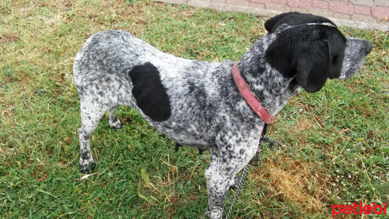 Pointer, Köpek  Chance fotoğrafı