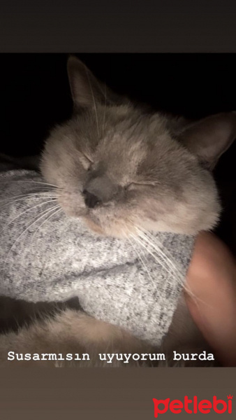 British Shorthair, Kedi  Hero fotoğrafı