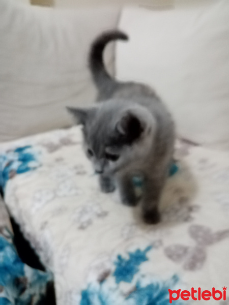British Shorthair, Kedi  Tatlıkız fotoğrafı