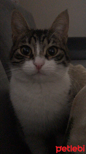 Tekir Kedi, Kedi  Poğaça fotoğrafı