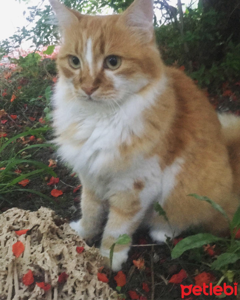 Sarman, Kedi  Bızdık fotoğrafı