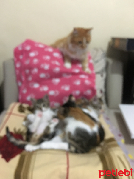 Sarman, Kedi  Bızdık fotoğrafı
