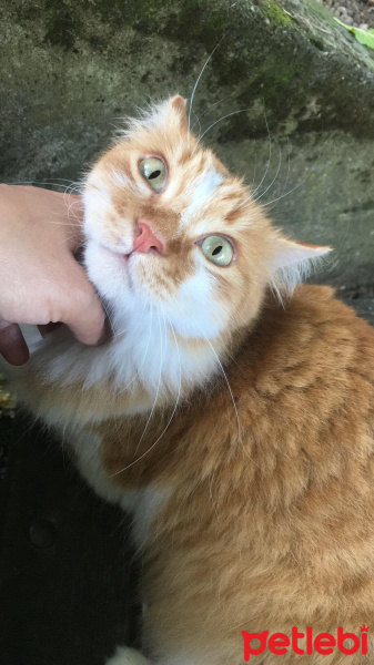 Sarman, Kedi  Bızdık fotoğrafı