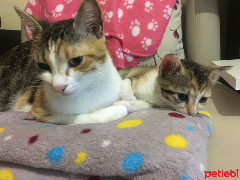 Tekir Kedi, Kedi  Maşa fotoğrafı