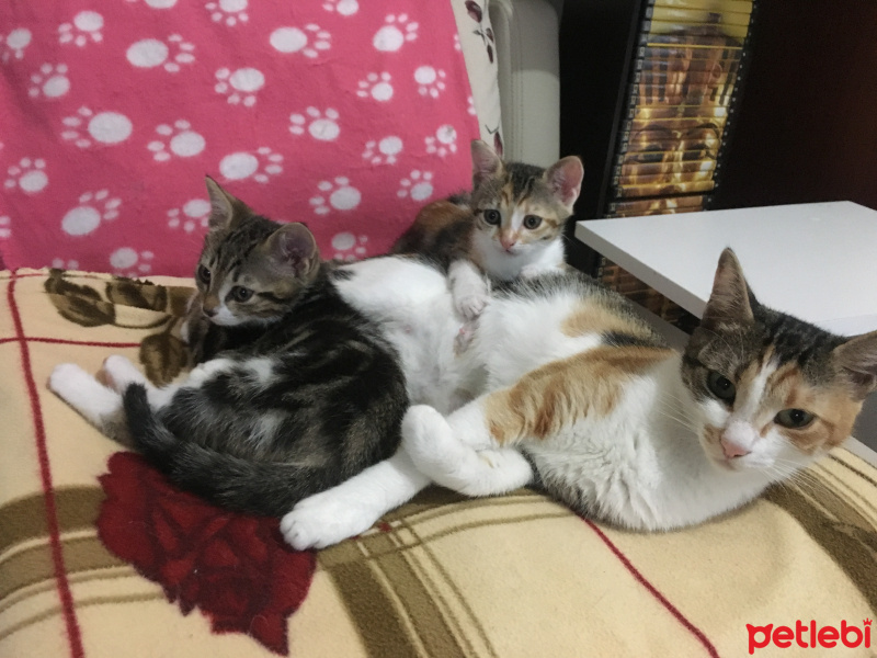 Tekir Kedi, Kedi  Maşa fotoğrafı