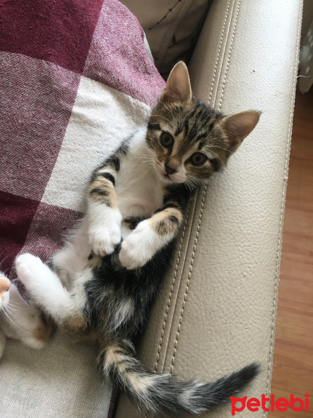Tekir Kedi, Kedi  Bahtiyar fotoğrafı