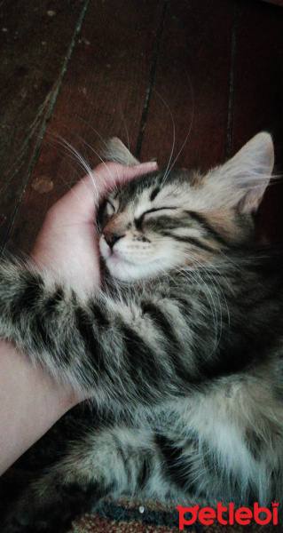Tekir Kedi, Kedi  Gölge fotoğrafı