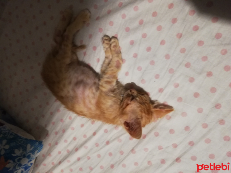 Sarman, Kedi  Minnoş fotoğrafı