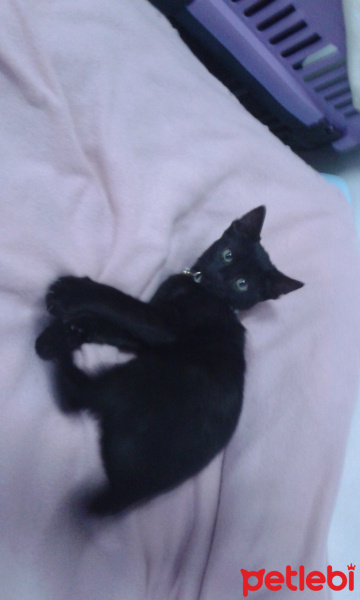 Bombay, Kedi  Lucy fotoğrafı