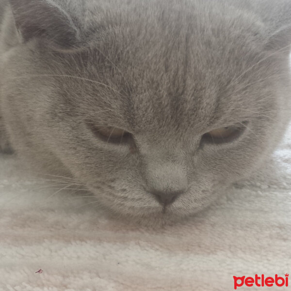 British Shorthair, Kedi  Kontes fotoğrafı