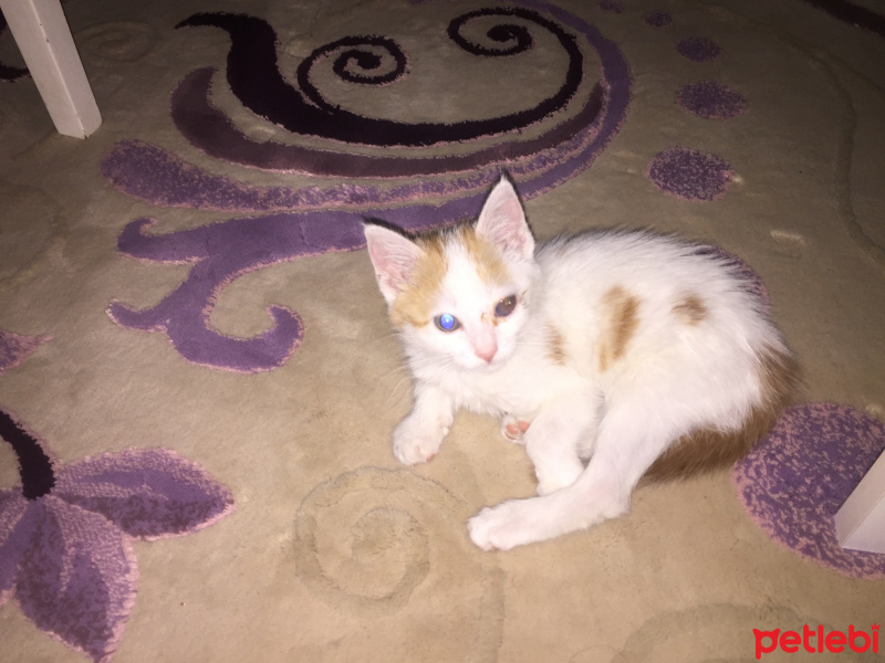 Tekir Kedi, Kedi  Sauron fotoğrafı