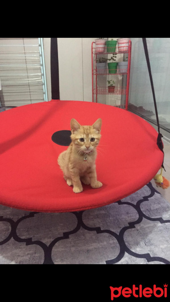 Sarman, Kedi  Cesur fotoğrafı