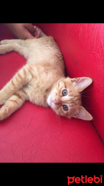 Sarman, Kedi  Cesur fotoğrafı