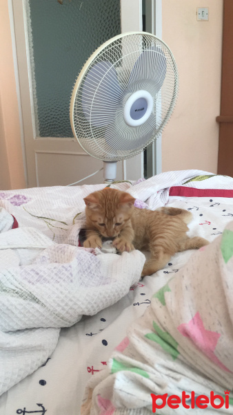 Sarman, Kedi  Cesur fotoğrafı