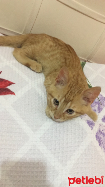 Sarman, Kedi  Cesur fotoğrafı