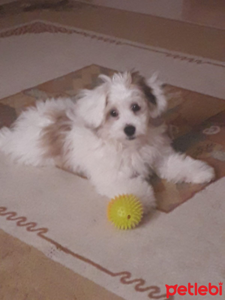 Maltese, Köpek  Alex fotoğrafı