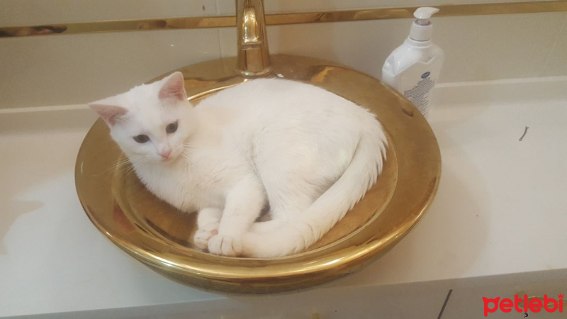 Ankara Kedisi, Kedi  rümeysa fotoğrafı