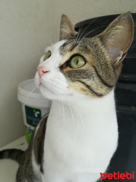 Tekir Kedi, Kedi  Müzüş fotoğrafı