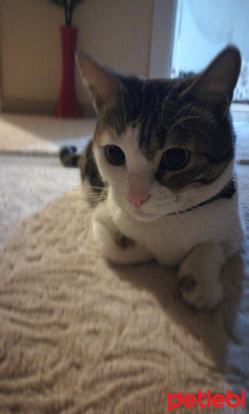 Tekir Kedi, Kedi  Müzüş fotoğrafı