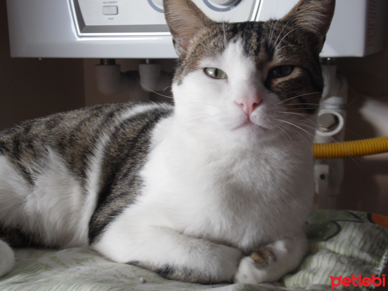 Tekir Kedi, Kedi  Müzüş fotoğrafı