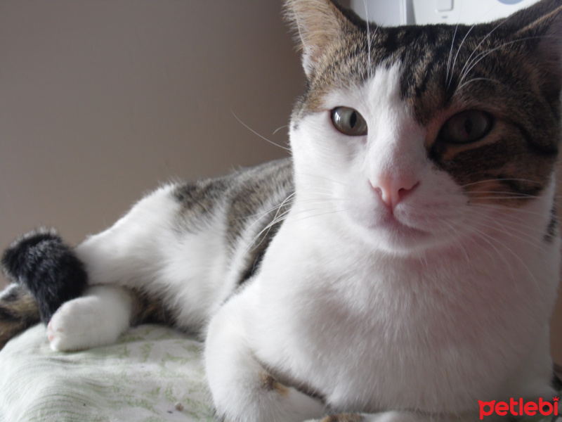 Tekir Kedi, Kedi  Müzüş fotoğrafı