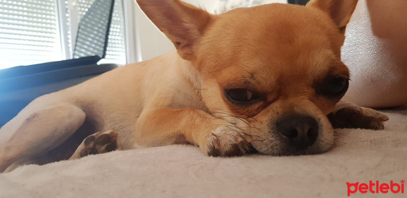 Chihuahua, Köpek  Sanchez fotoğrafı