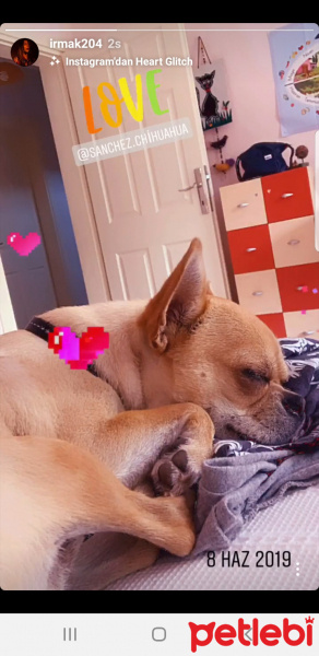 Chihuahua, Köpek  Sanchez fotoğrafı