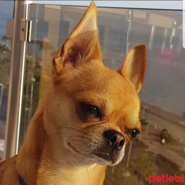 Chihuahua, Köpek  Sanchez fotoğrafı