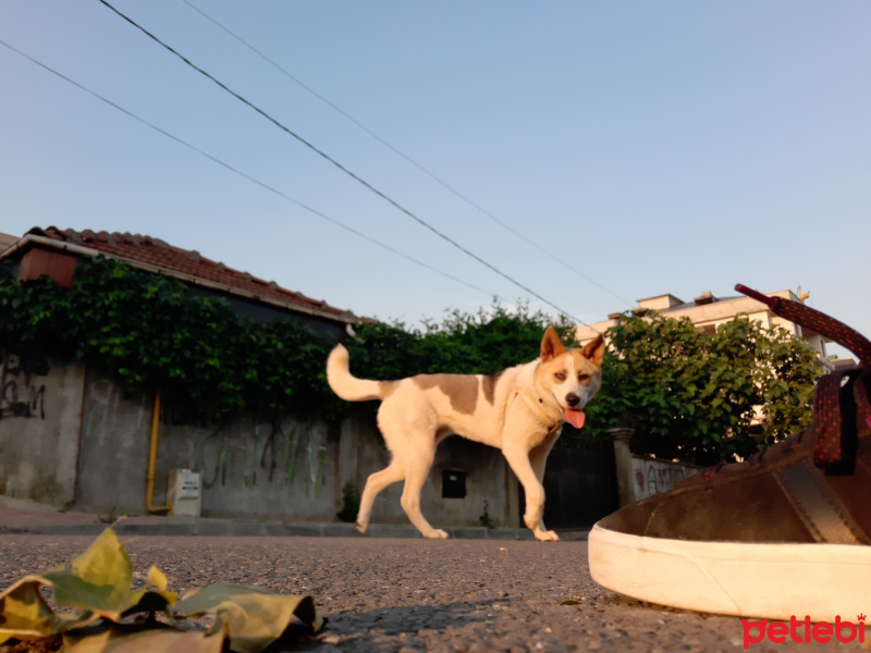 Jack Russell Terrier, Köpek  Masha (maşa) fotoğrafı