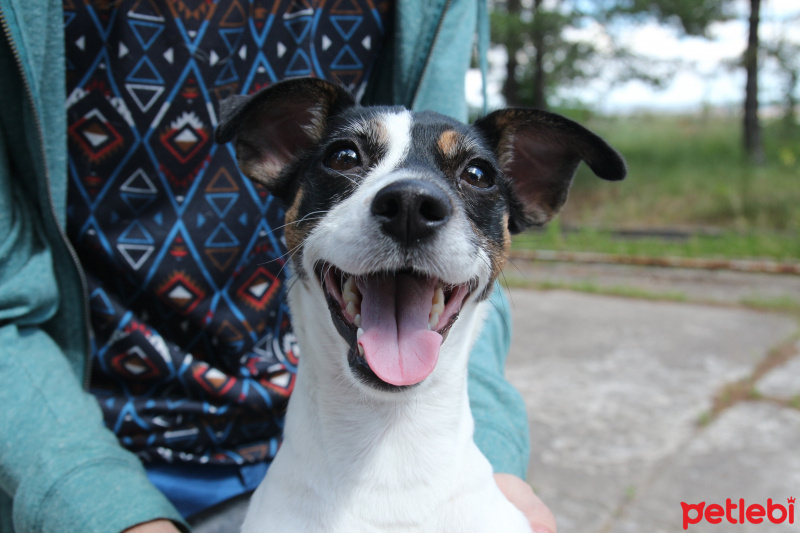 Jack Russell Terrier, Köpek  LİNA fotoğrafı